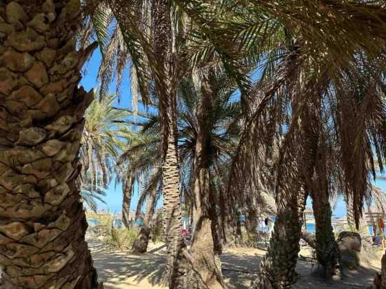βάι, φοινοκόδασος, vai, διακοπές στο λασίθι, diakopes sto lasithi